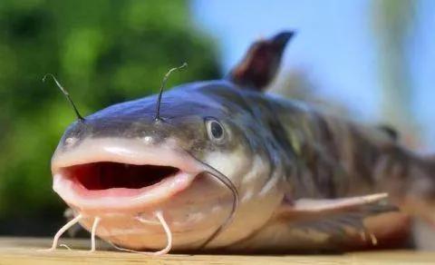 大口鲶——钓鱼人眼中的宝