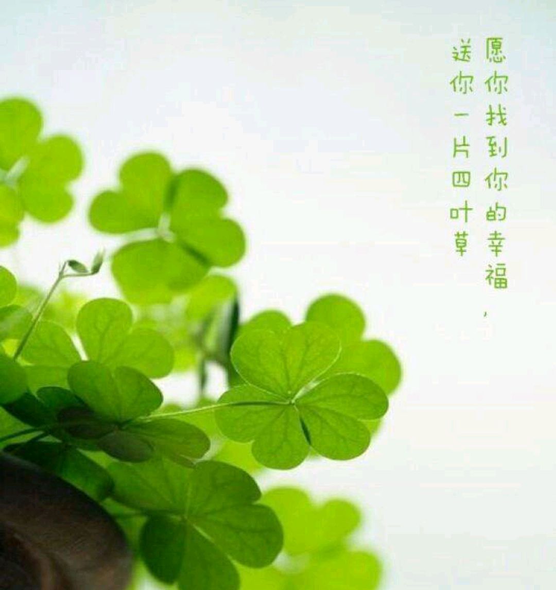 赠你最美的花草香,丝丝缕缕都是我牵挂你的心语,想你,念你,祝福你,你