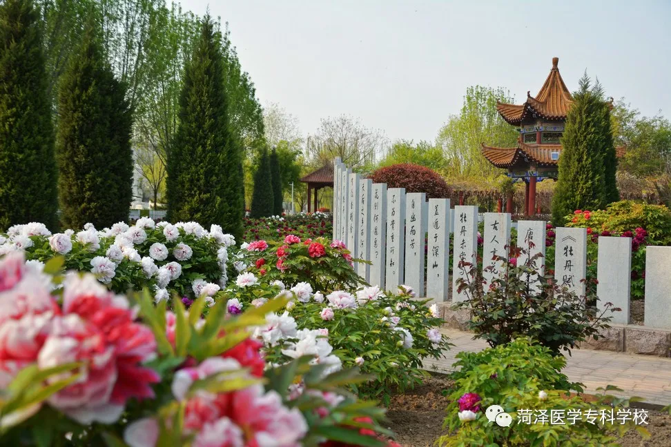 菏泽医学专科学校牡丹，又是姹紫嫣红开遍