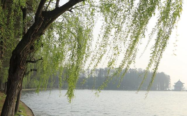 120个描写春天的好句段，让作文增光添彩的宝藏