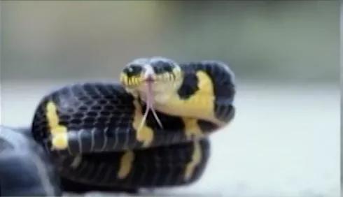 它字家族：“它”是？几千年前，人人怕它······