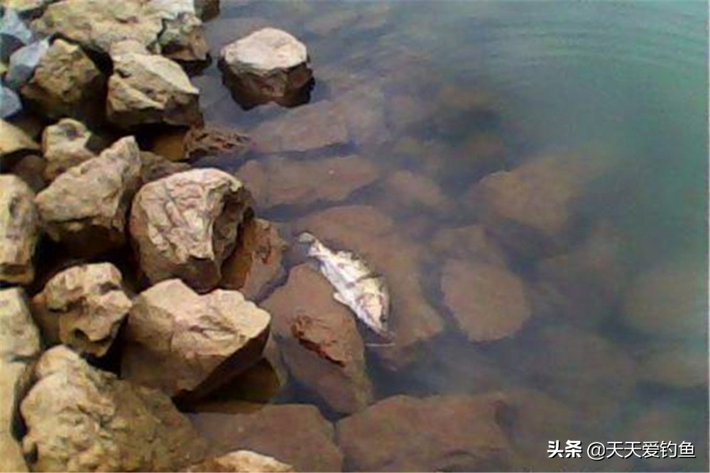 桂魚怎么釣,桂魚怎么釣用什么餌料