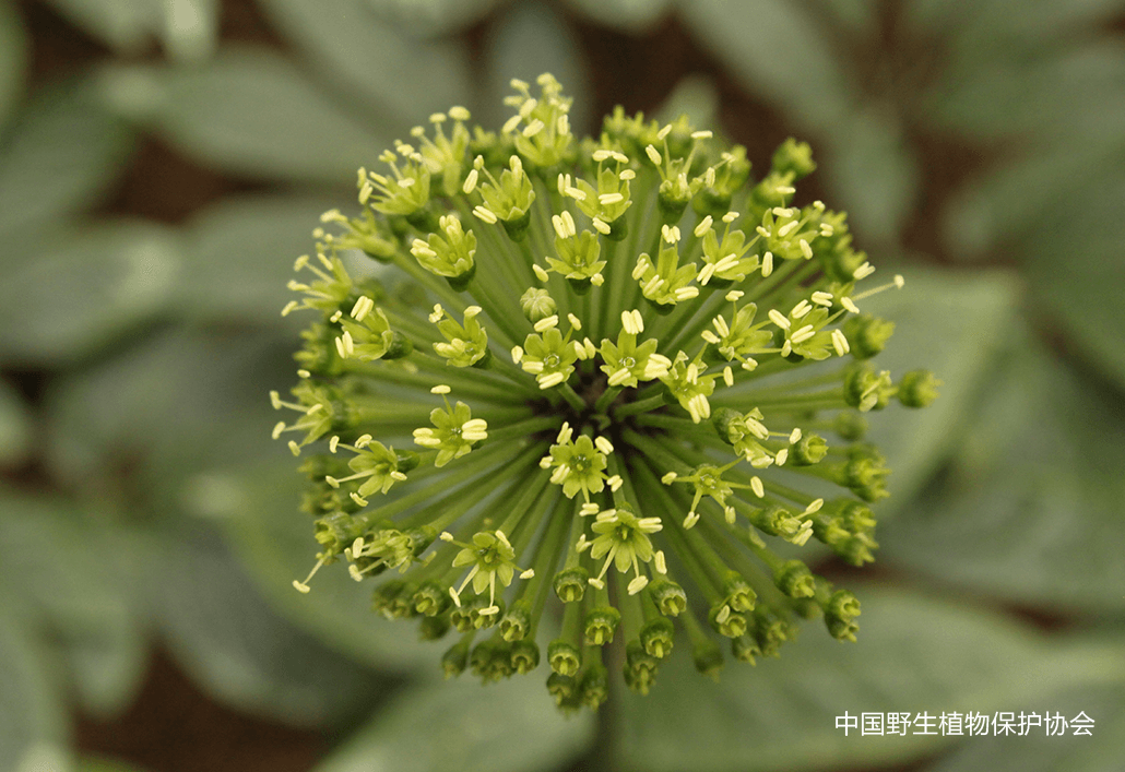 林草科普|中国药用植物 - 三七