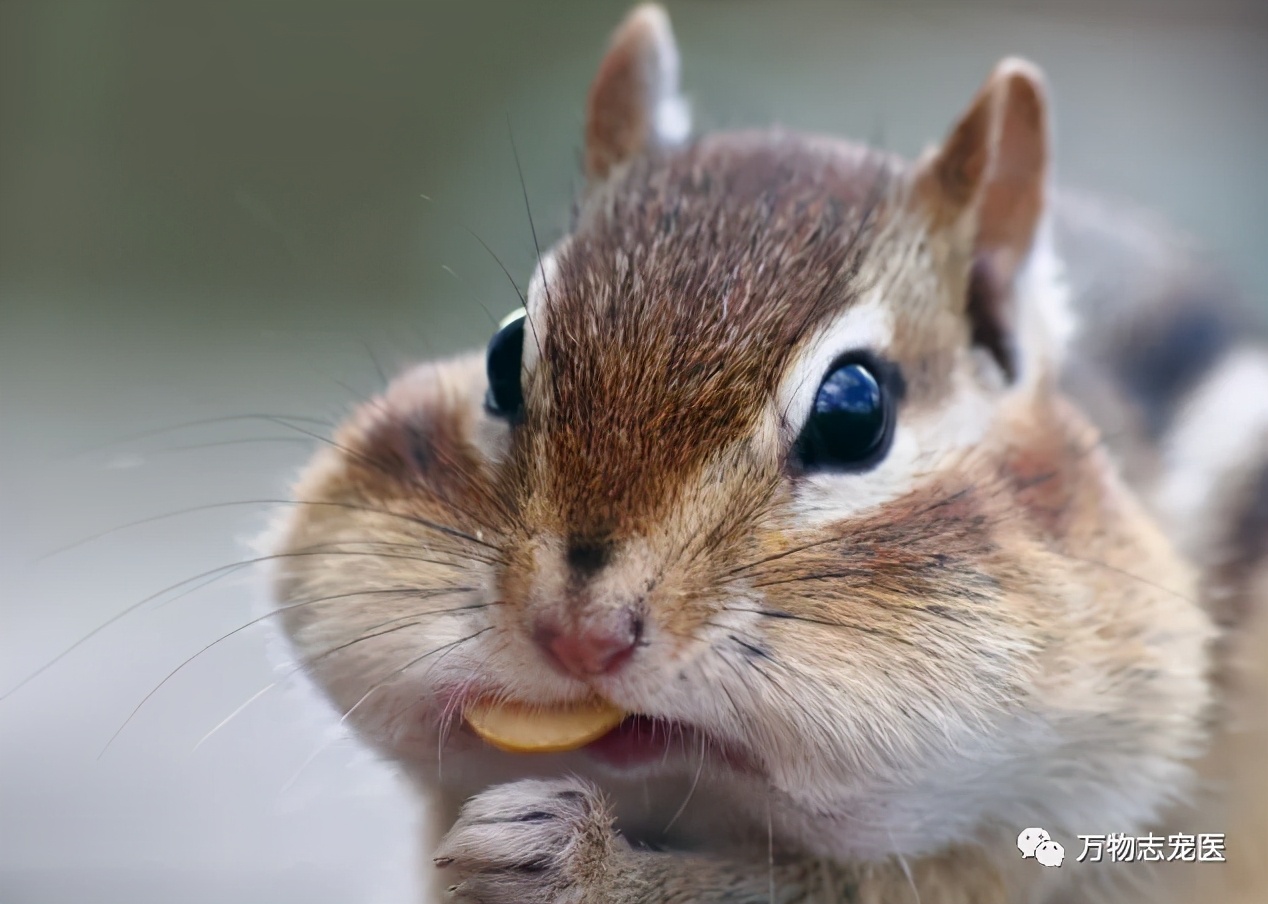 新宠到家 | 宠物松鼠的饲养攻略及注意事项
