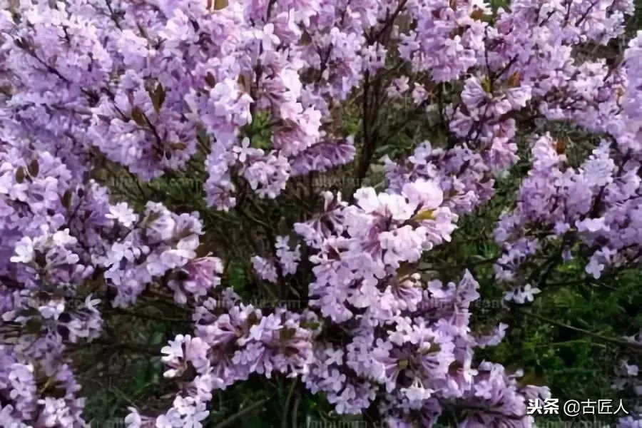 万紫千红的百花汇（百花汇中富含诗意的花）