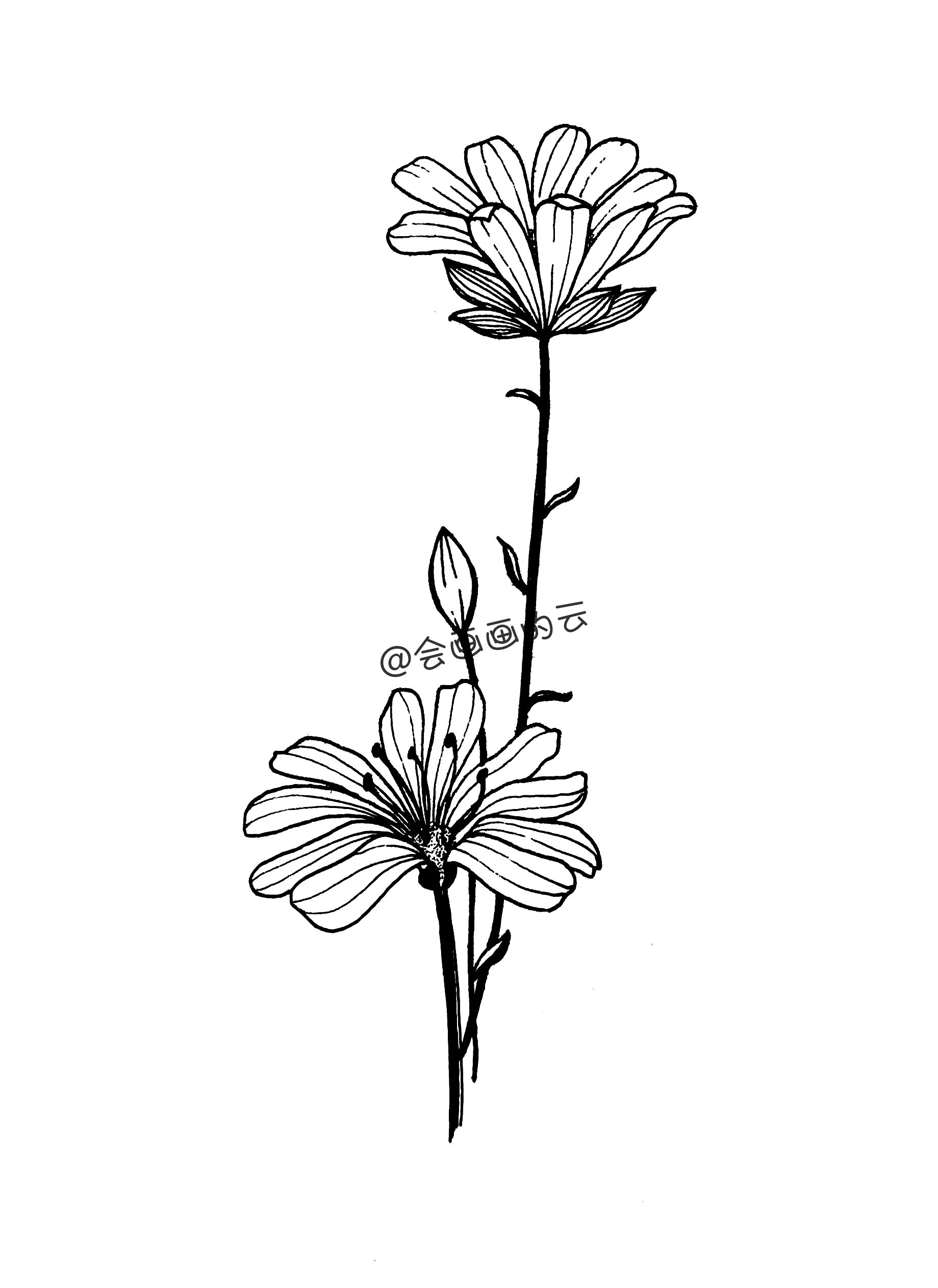 小花怎么画初学者(超简单的花朵画法教程)