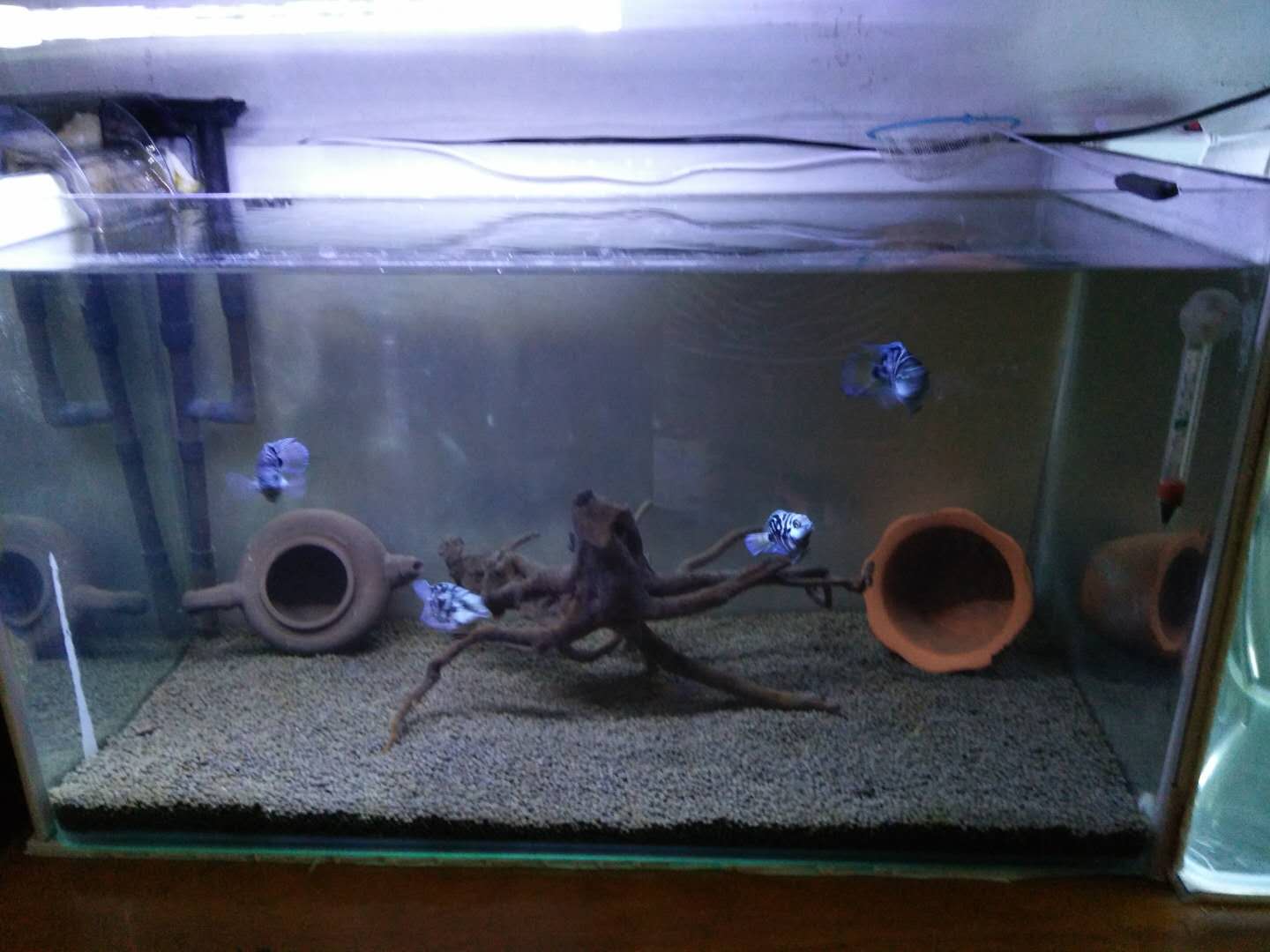 鸚鵡魚水溫,鸚鵡魚水溫度多少最佳