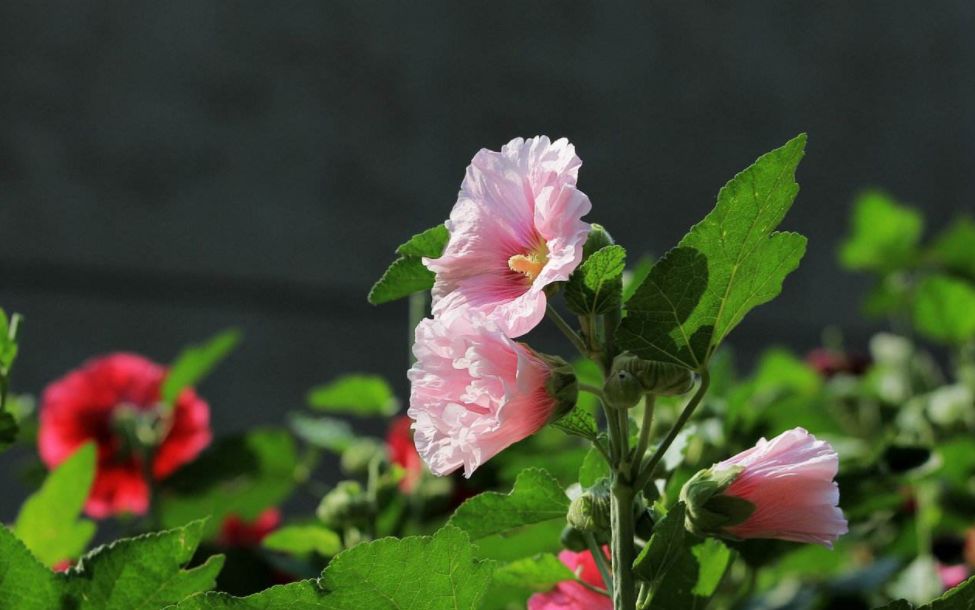 「诗词鉴赏」蜀葵花开 盛艳天地—古诗词里的蜀葵花