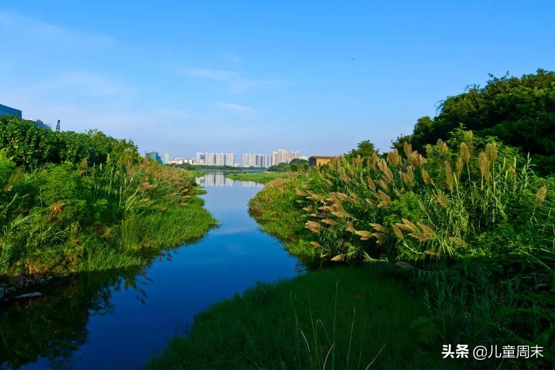 各区都有，带娃走起！深圳40+免费景点，假期一日游刚刚好