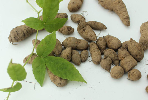 这原本是一种喜欢生长在林下的寻常植物,一般只有懂草药的农民朋友才