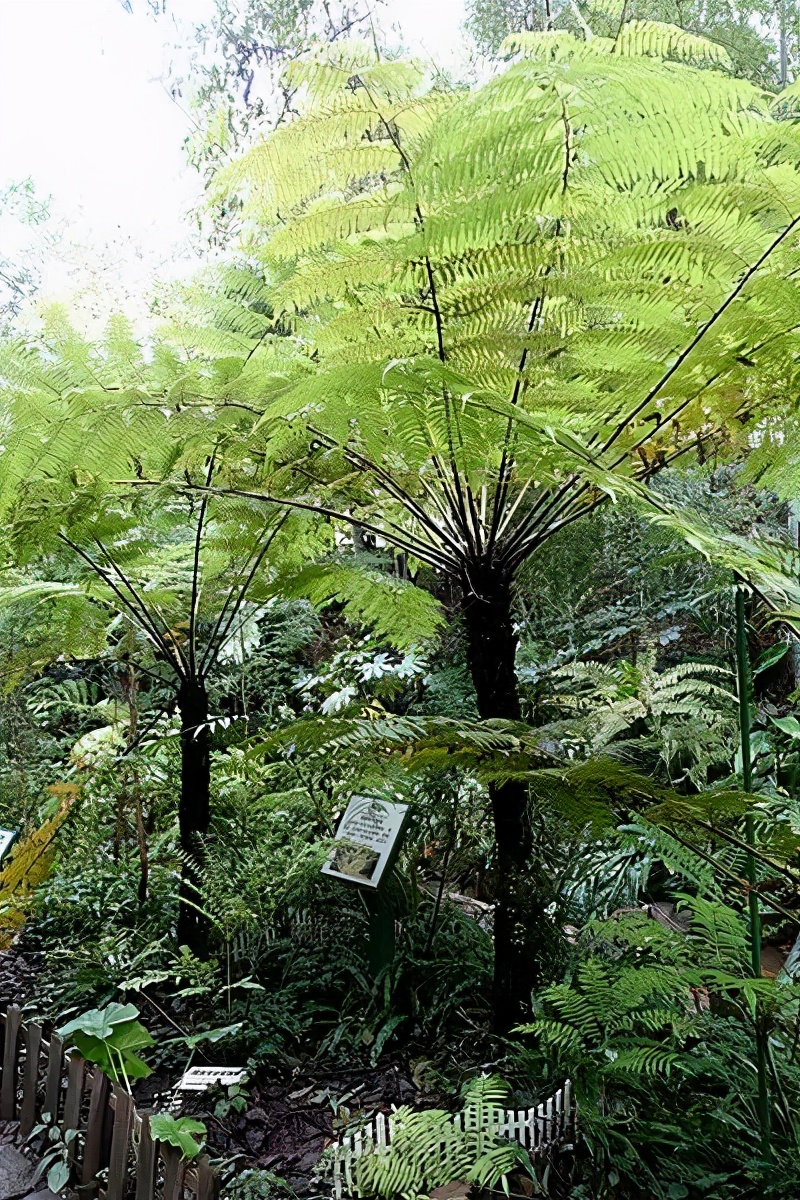 桫椤：掐我叶子炒菜之前，能念对我的名字吗？