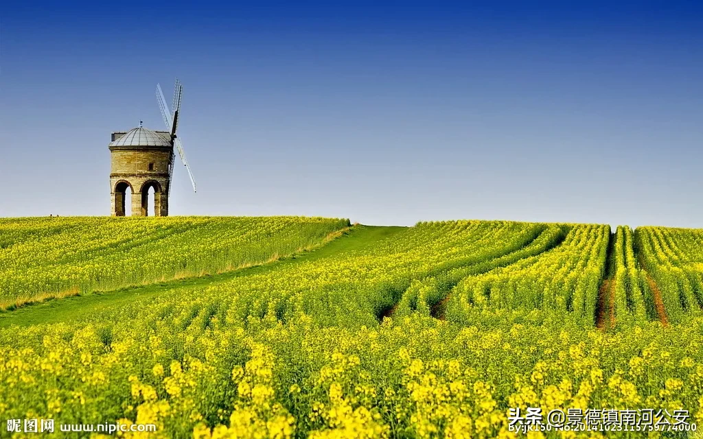 诗词丨17首油菜花诗词：打团飞入菜花去，自信世间无别香