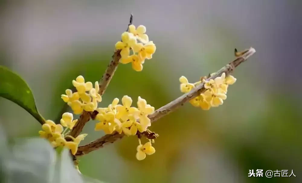 万紫千红的百花汇（百花汇中富含诗意的花）