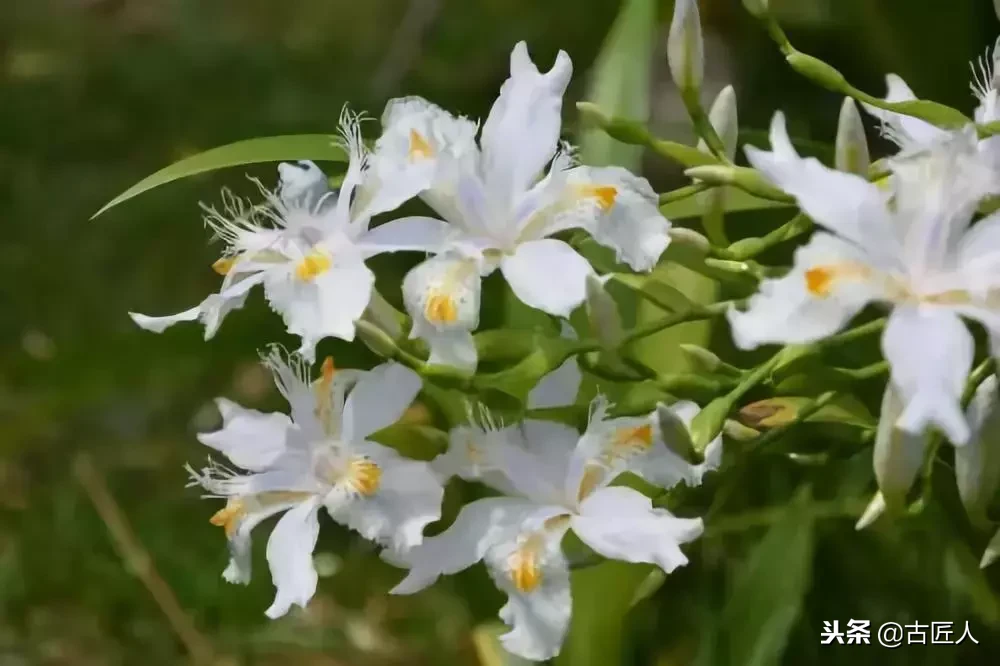 万紫千红的百花汇（百花汇中富含诗意的花）