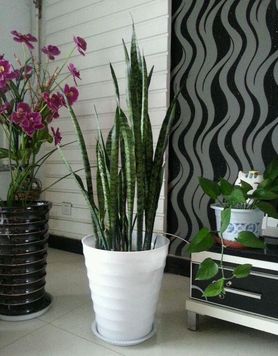 适合"穷养"的三种花,花盆越小长得越旺,养成老桩能"旺家"