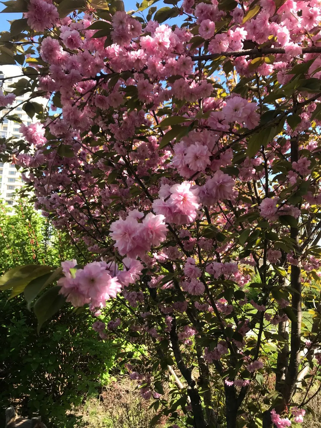 五月樱花诗六首