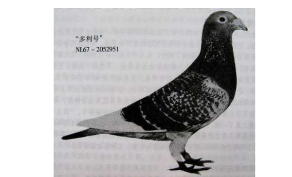 鸽子基本种类，图文介绍，野鸽和家鸽都可爱