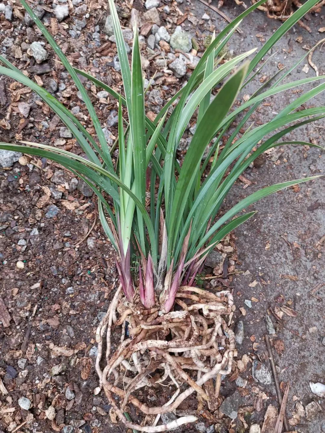 建兰黄金彩虹新芽多