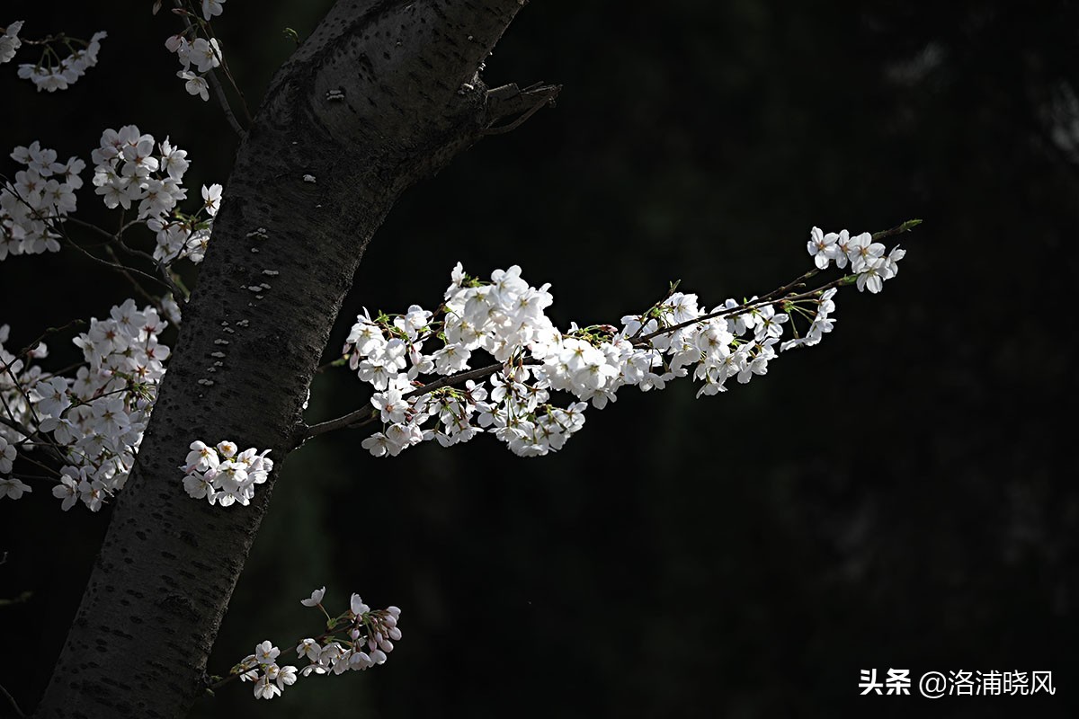 日本樱花文化（内涵揭秘日本樱花文化背后的冷知识）