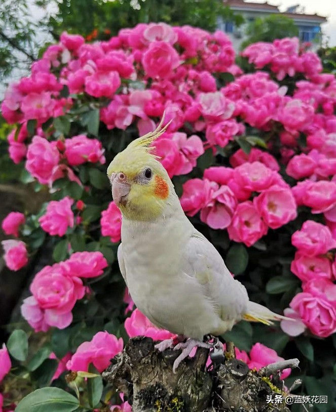 春季月季怎样修剪图解（春天月季花花后修剪3要点）