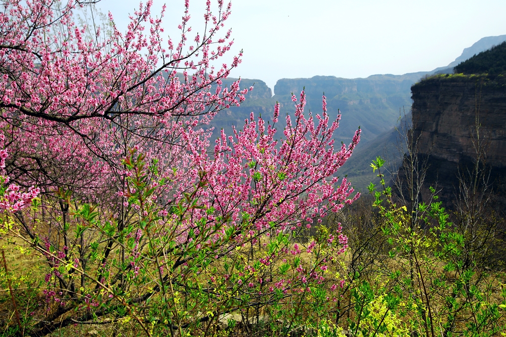 四月,在清晨阳光的照耀下,迤逦而行,目的地就是桃花谷风景区.