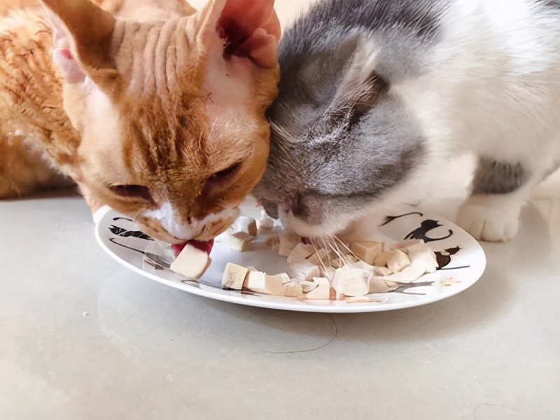 猫能吃虾吗(6种对于猫咪来说是美味食物)