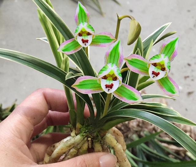 帝王妃兰花怎么养正确方法图文