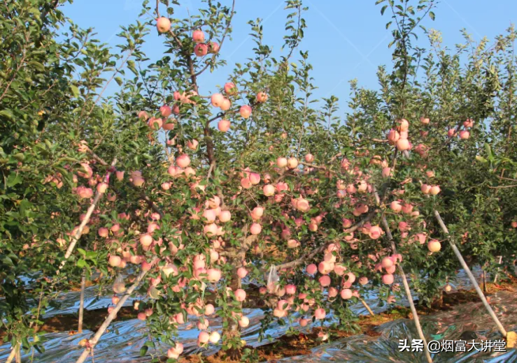 ƻѴô죿