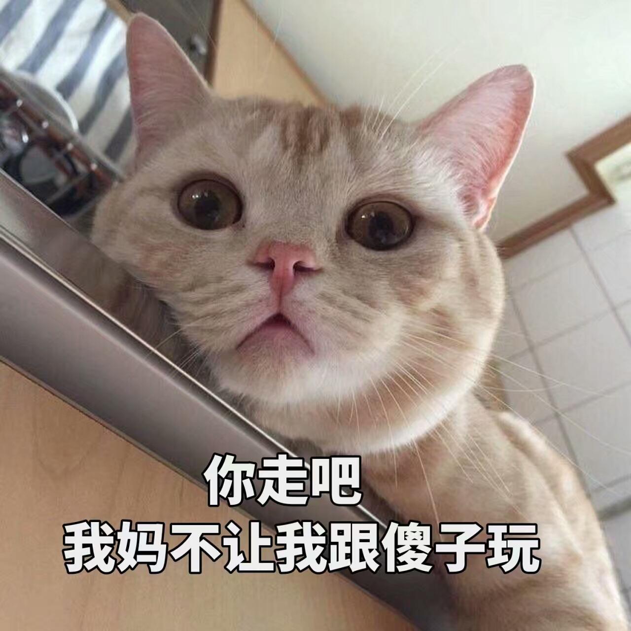 养这些猫很“烧钱”，养得起的人都很牛