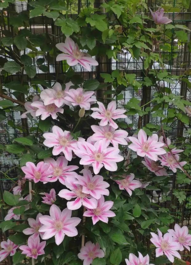 “花园三宝”之一,1年能开花上百天,冬天特别抗寒