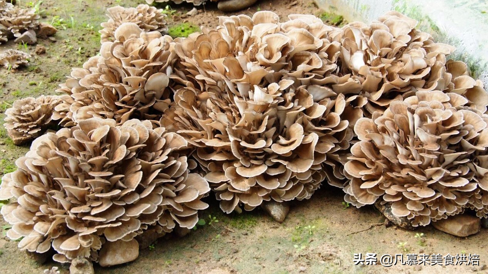 适合送礼的唐山特产（河北唐山有什么特产送人）