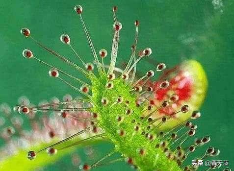 地球上的十大神秘生物