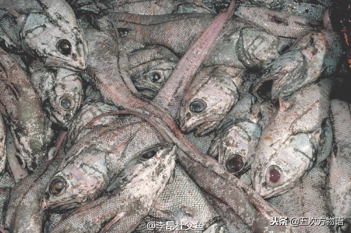 明太鱼是海鱼还是淡水鱼（各种常见鳕鱼简介和食用禁忌）