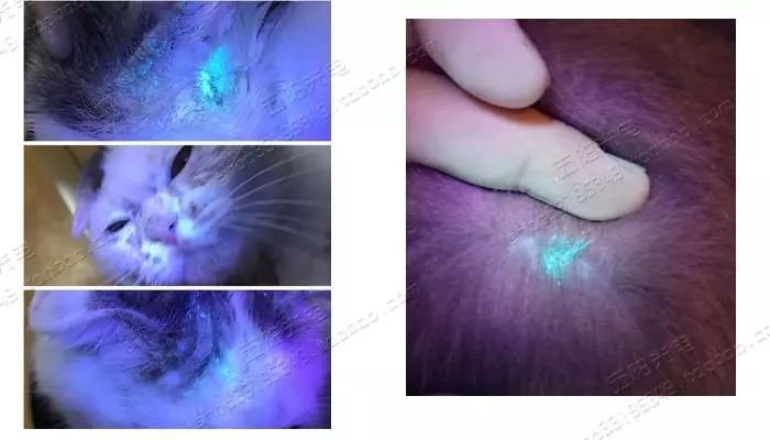 猫咪得了猫癣到底该怎么治？认清猫癣才能更好地治疗！