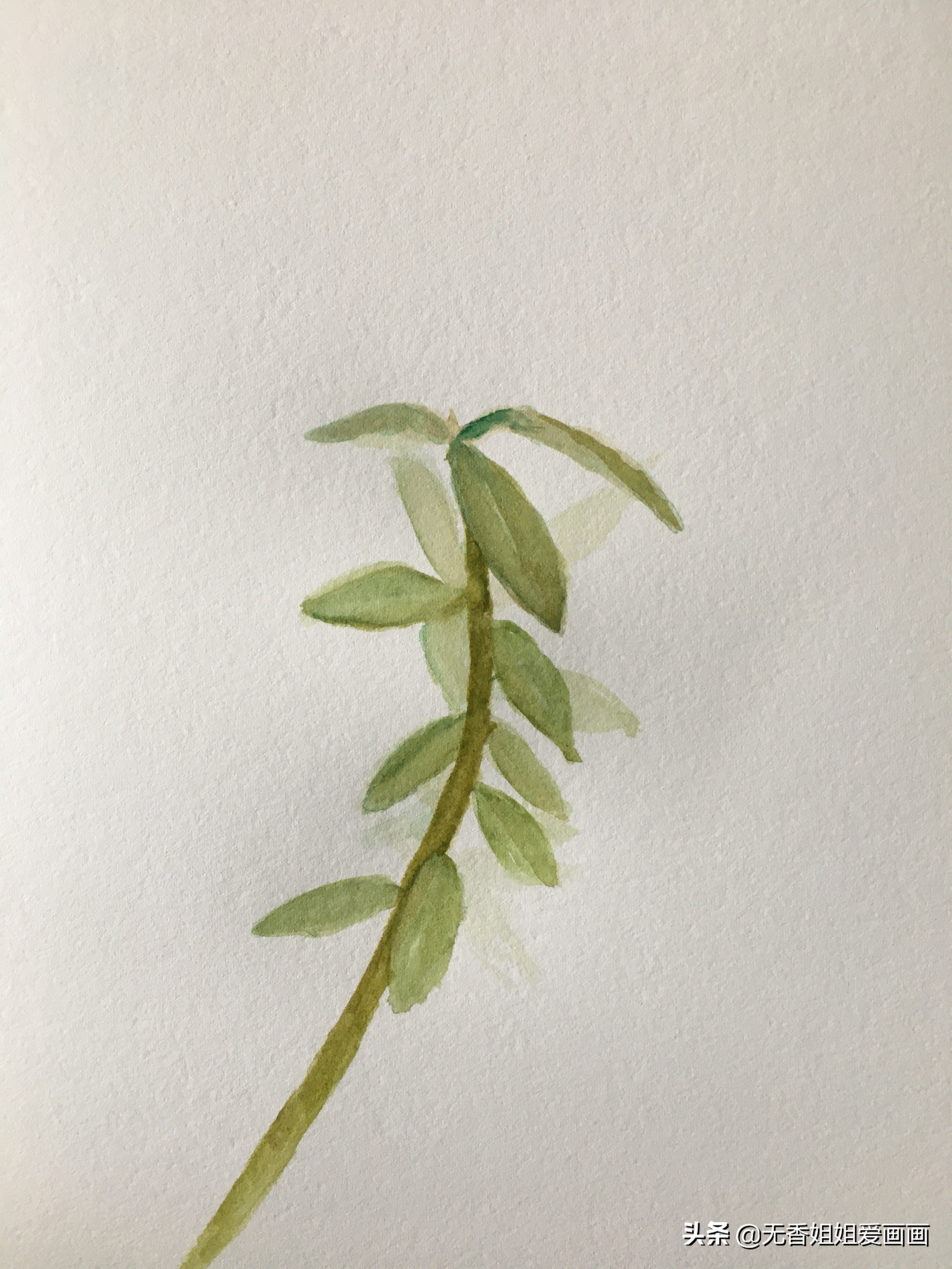 马齿苋简笔画(教你手绘一株漂亮的马齿苋)