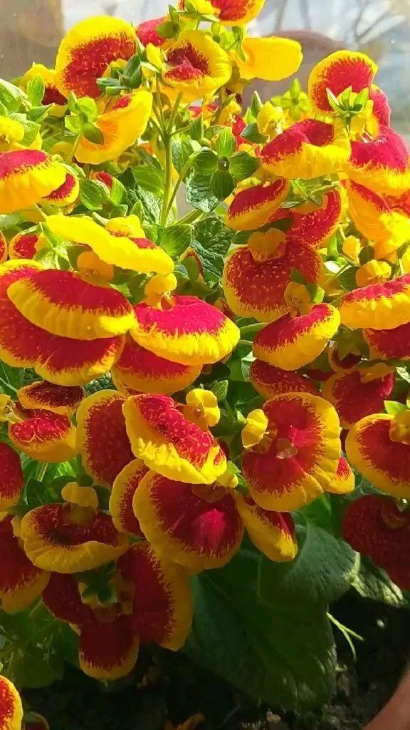 12个星座的守护花，新年养花，就养盆适合自己的