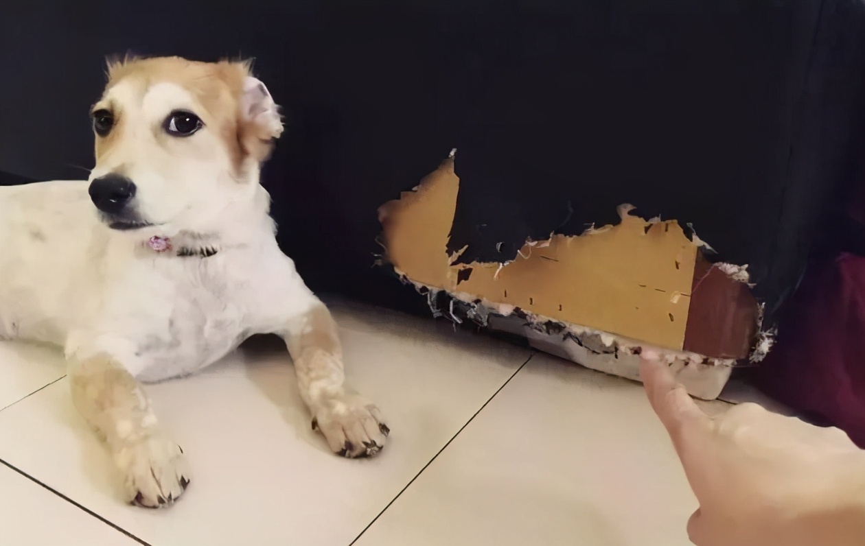就算再喜欢“小型犬”,也不要碰这5种狗,养得越久越心累