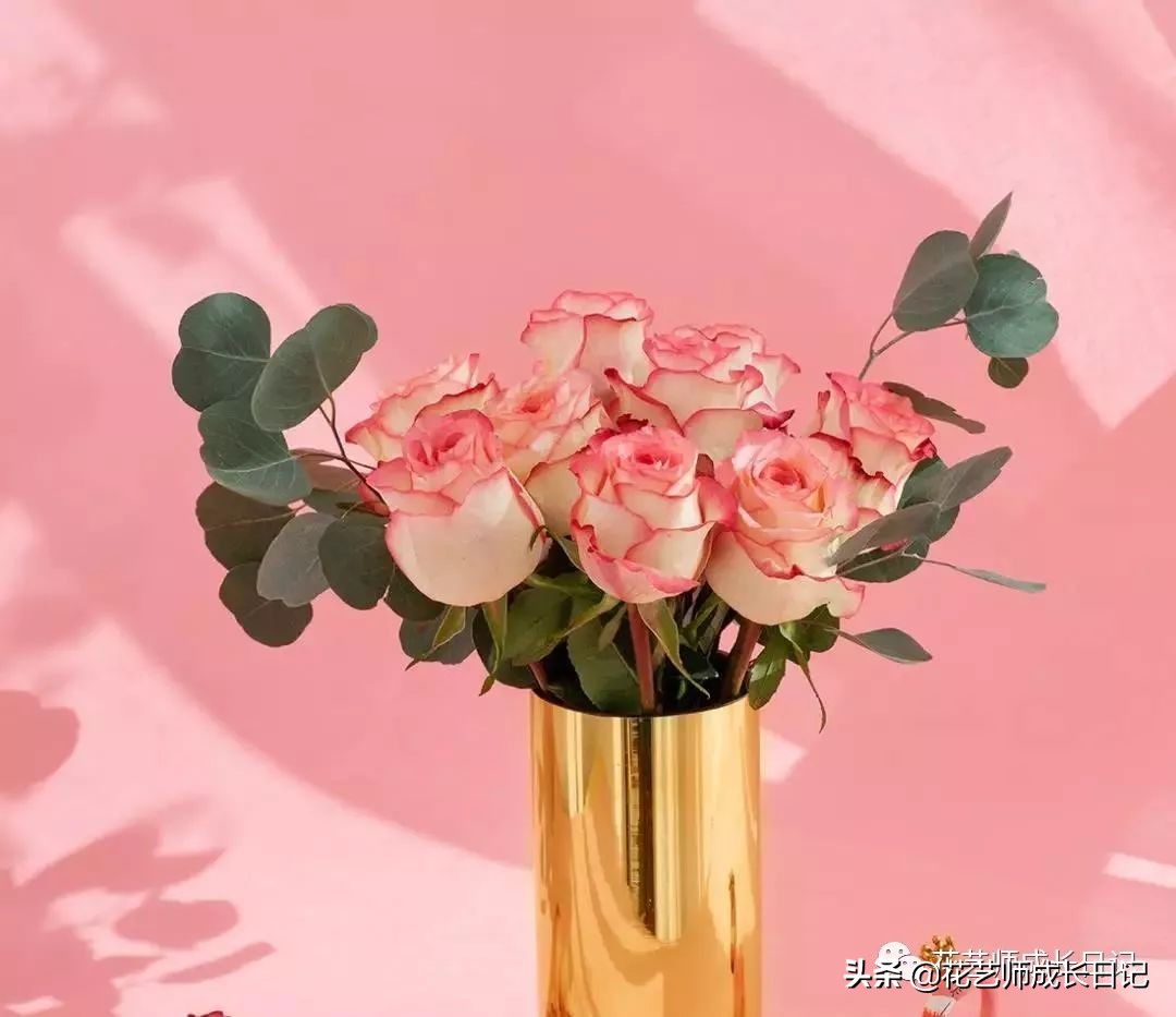 苏醒玫瑰是什么颜色（10款粉色玫瑰品种介绍）