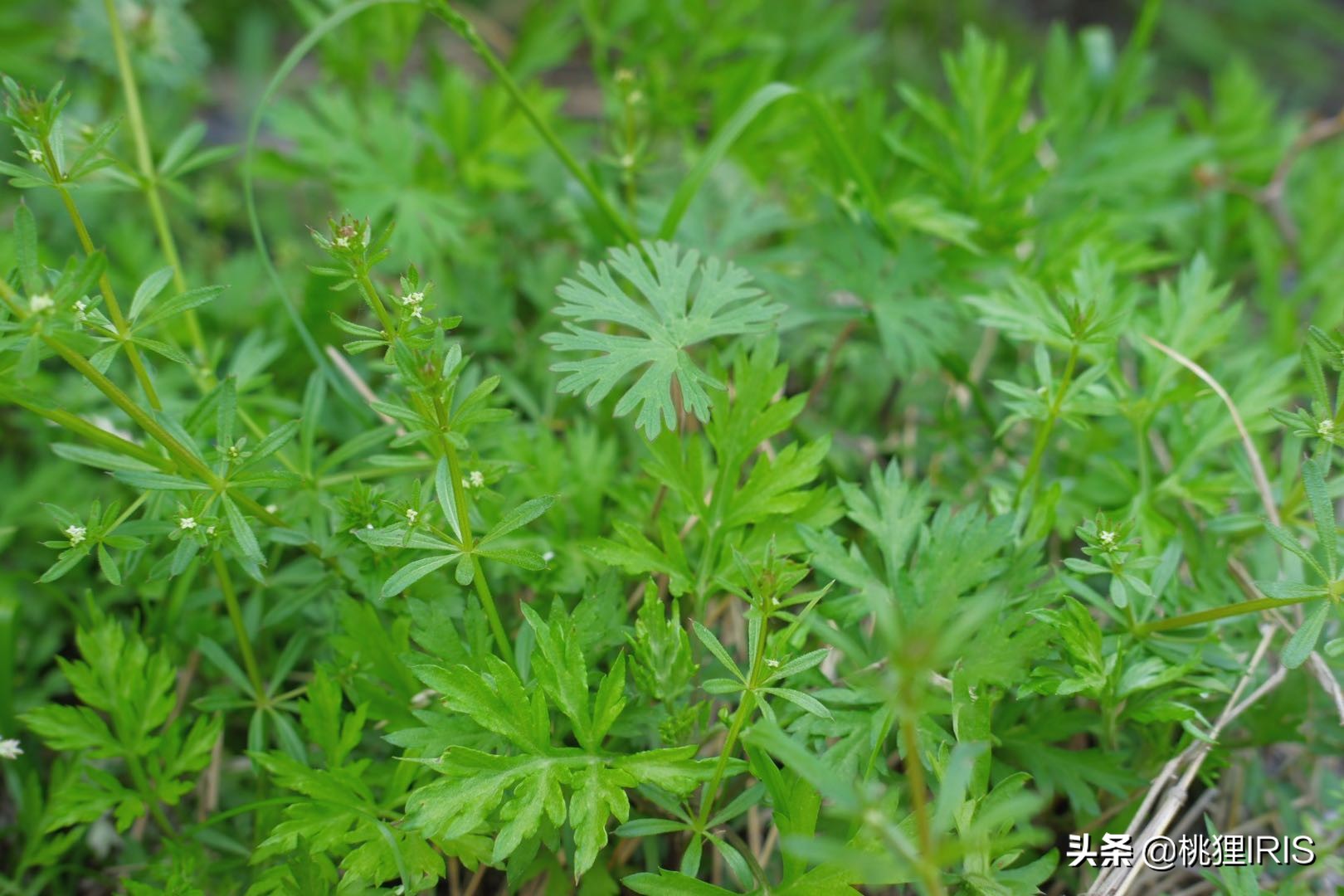 家乡的四月天：是儿时田埂路，是陌上艾草青，是梁上燕呢喃