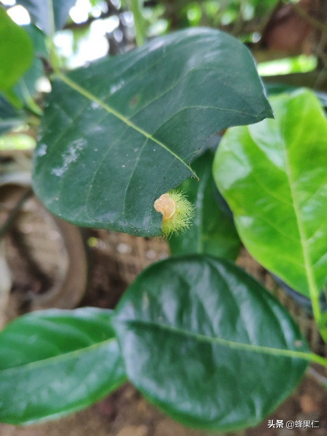 菠萝蜜害处（球黄须刺蛾不可怕，就怕它的孩子爱吃香蕉和菠萝蜜，怎么防治？）
