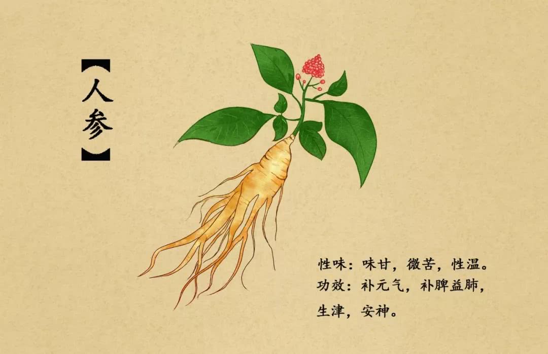 中药界的"扛把子"植物中的"百草王,人参怎么服用才健康呢?