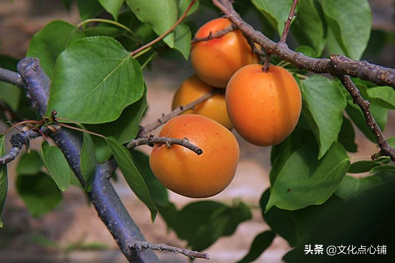 温一壶乡愁将往事喝个够，八首清新田园诗，唱给遥远故乡的歌