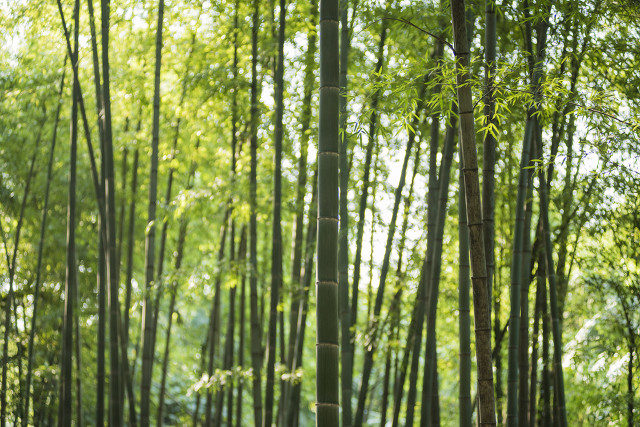 无肉令人瘦，无竹令人俗：苏轼杂言诗《於潜僧绿筠轩》