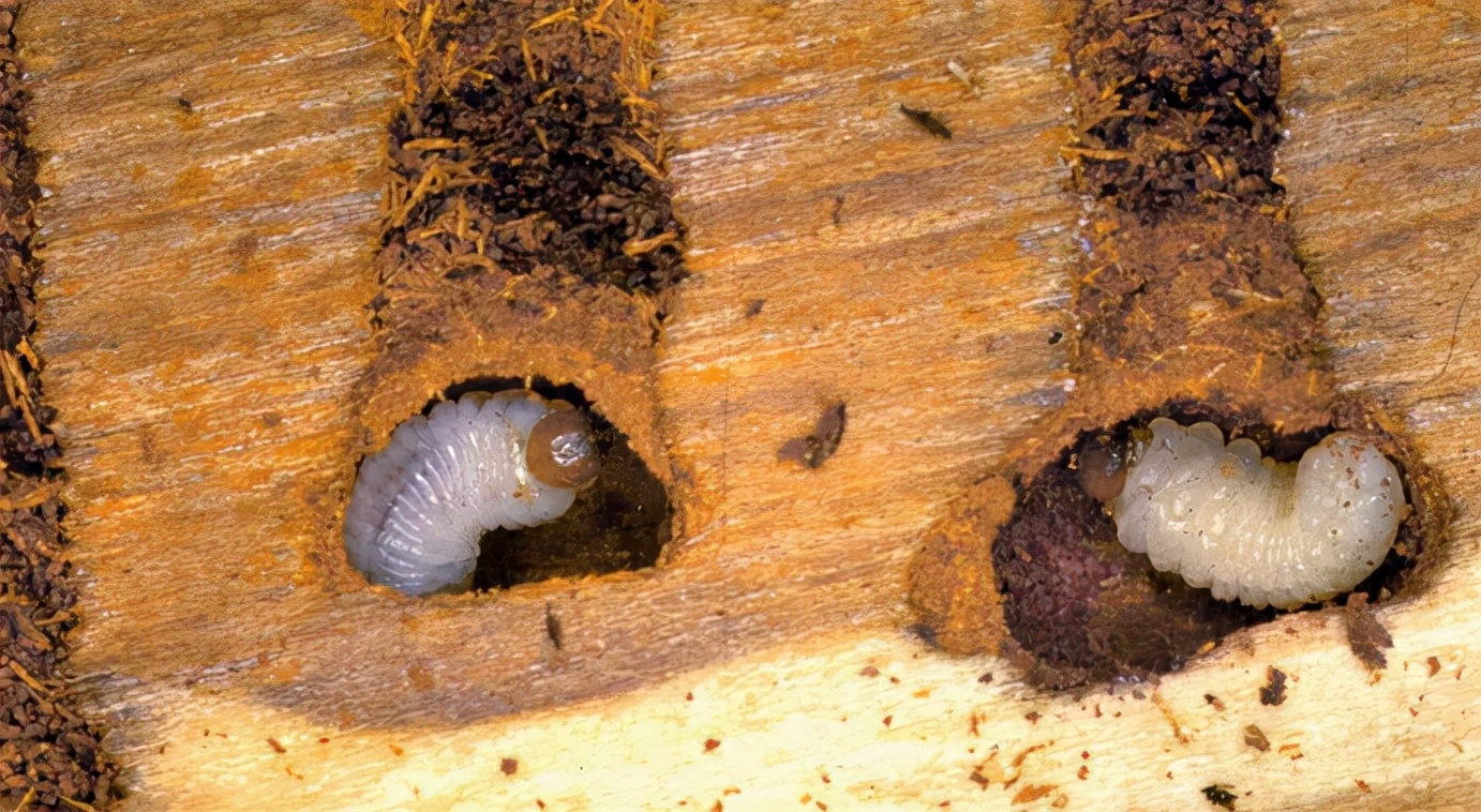 怎么能完全清除?