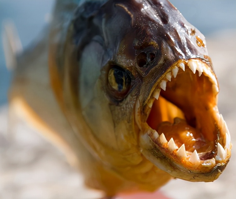 巨骨舌鱼图片(亚马逊河究竟有多可怕) 