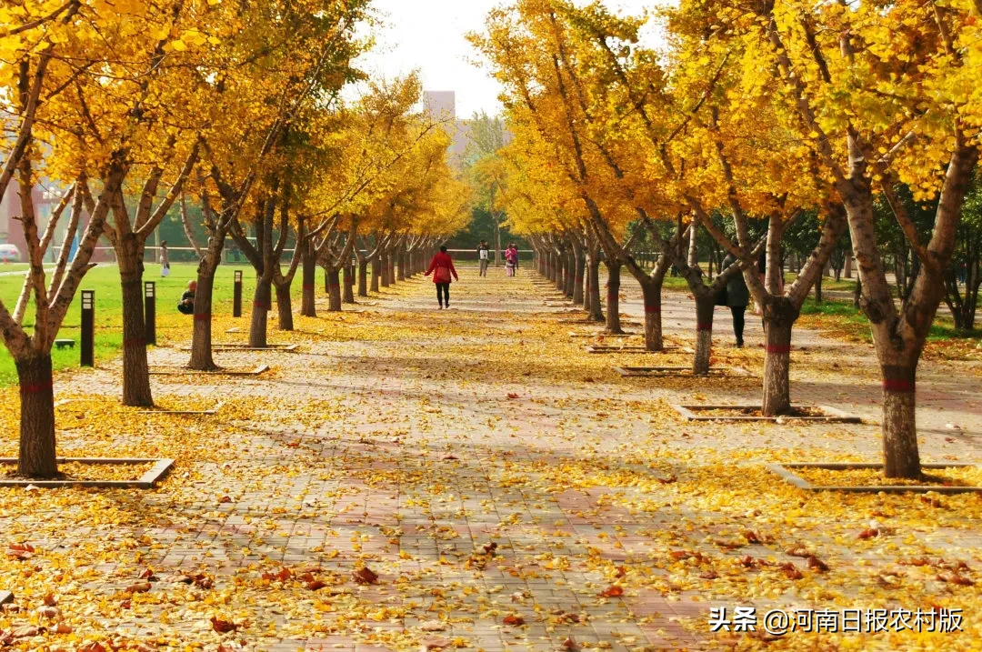 今年郑州大学本硕博招19474人，新增“国际政治”专业，大幅增加农村专项招生计划