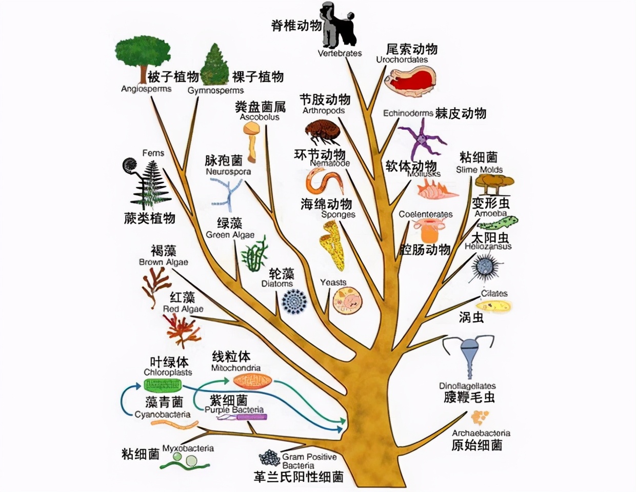 大多数雄性动物的排泄和交配器官,为什么会是同一个?