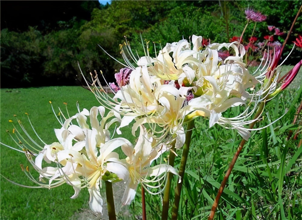 彼岸花：十大悲花之首，花开不见叶，叶生不见花，寓意生死两茫茫的永恒思念。