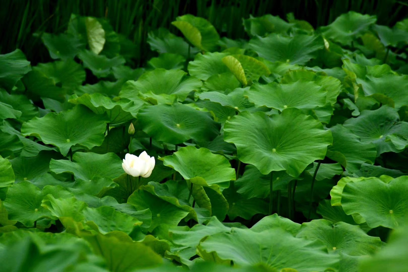 清幽莲韵醉心扉,韵荷幽幽碧连天,情诉莲情恋心间