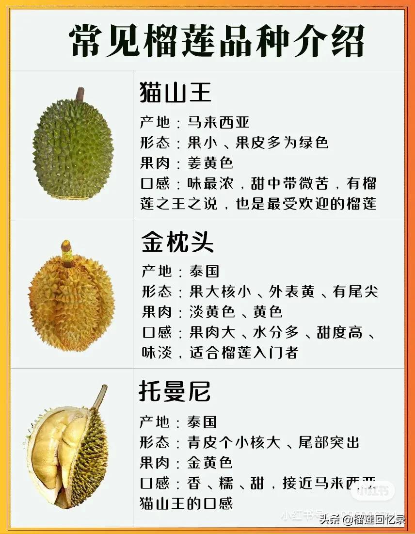 九大常见榴莲品种深度解析：口感、香气与产地全面对比